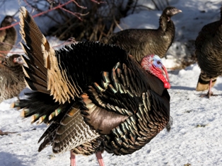 Вегетарианство издалека